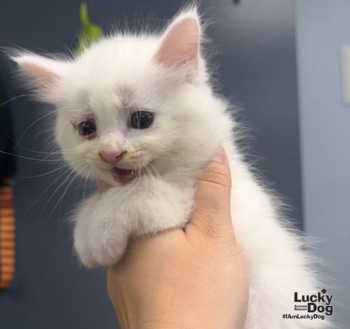 ELECTRA - Domestic Short Hair available for adoption