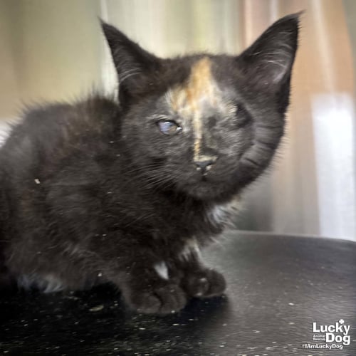 ZAMORA - Domestic Short Hair available for adoption