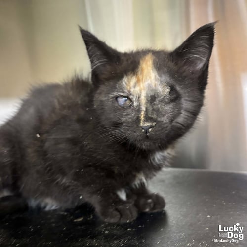 ZAMORA - Domestic Short Hair available for adoption