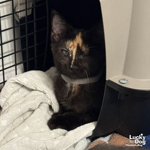 ZAMORA - Domestic Short Hair available for adoption