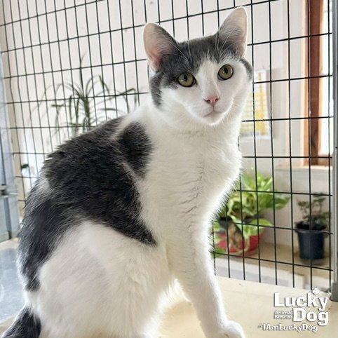 DJANGO - Domestic Short Hair available for adoption