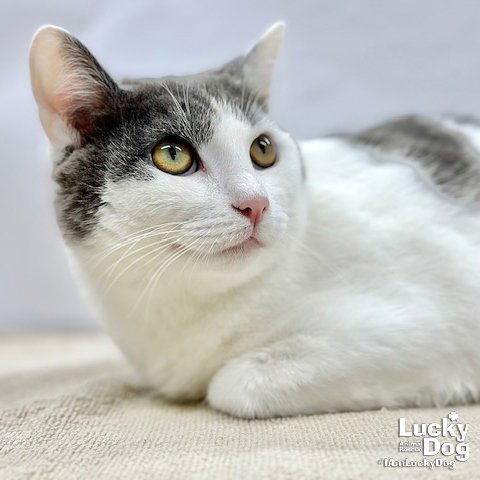 DJANGO - Domestic Short Hair available for adoption