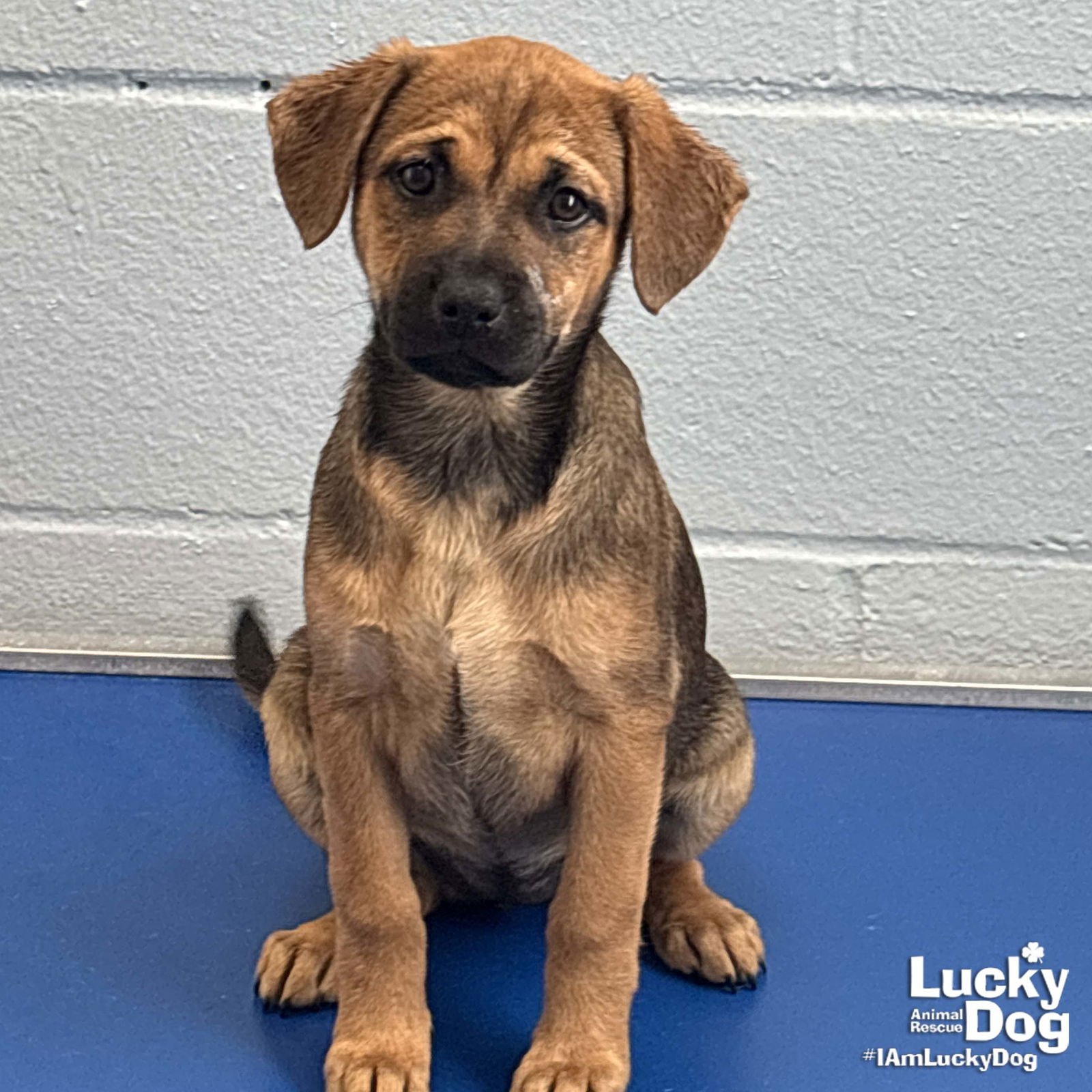 CYAN - Shepherd / Retriever available for adoption