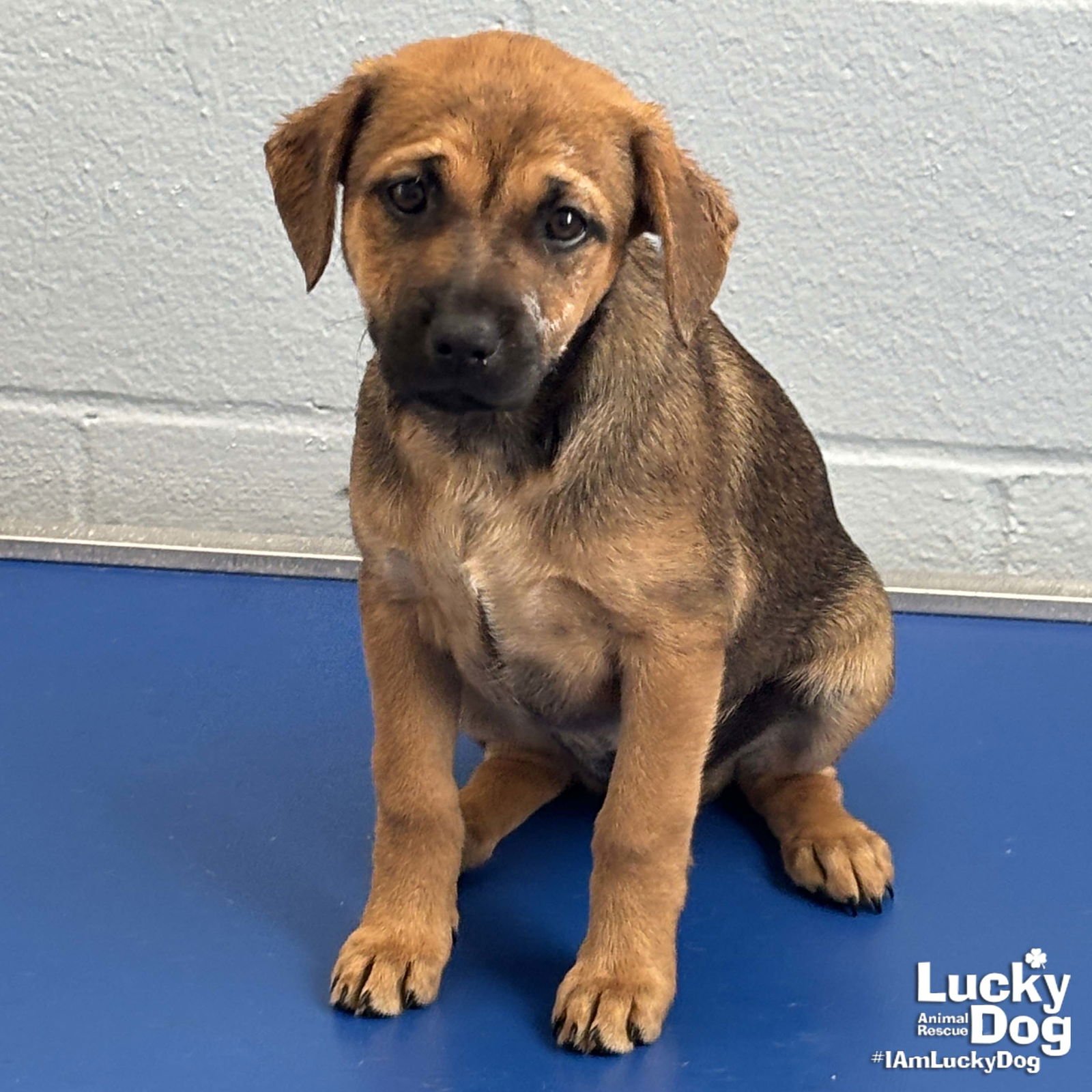 CYAN - Shepherd / Retriever available for adoption