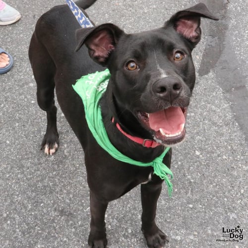 KELLY - Flat-coated Retriever / Border Collie for adoption in Washington