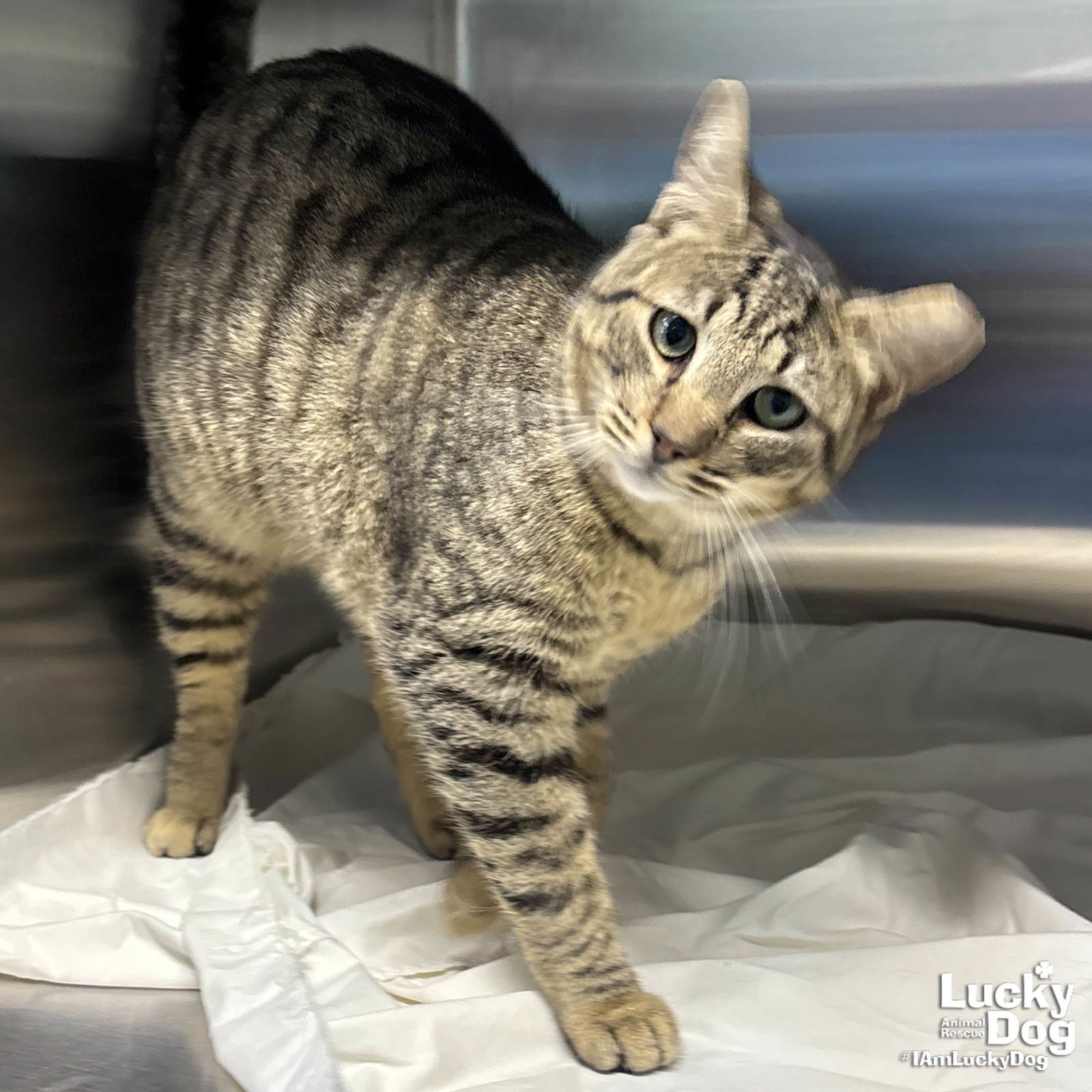 MEATBALLZ - Domestic Short Hair available for adoption