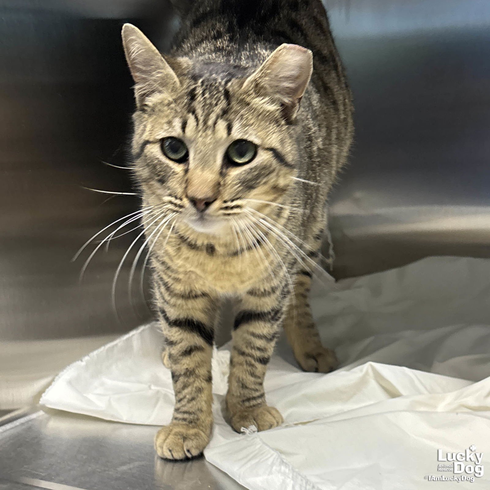 MEATBALLZ - Domestic Short Hair available for adoption