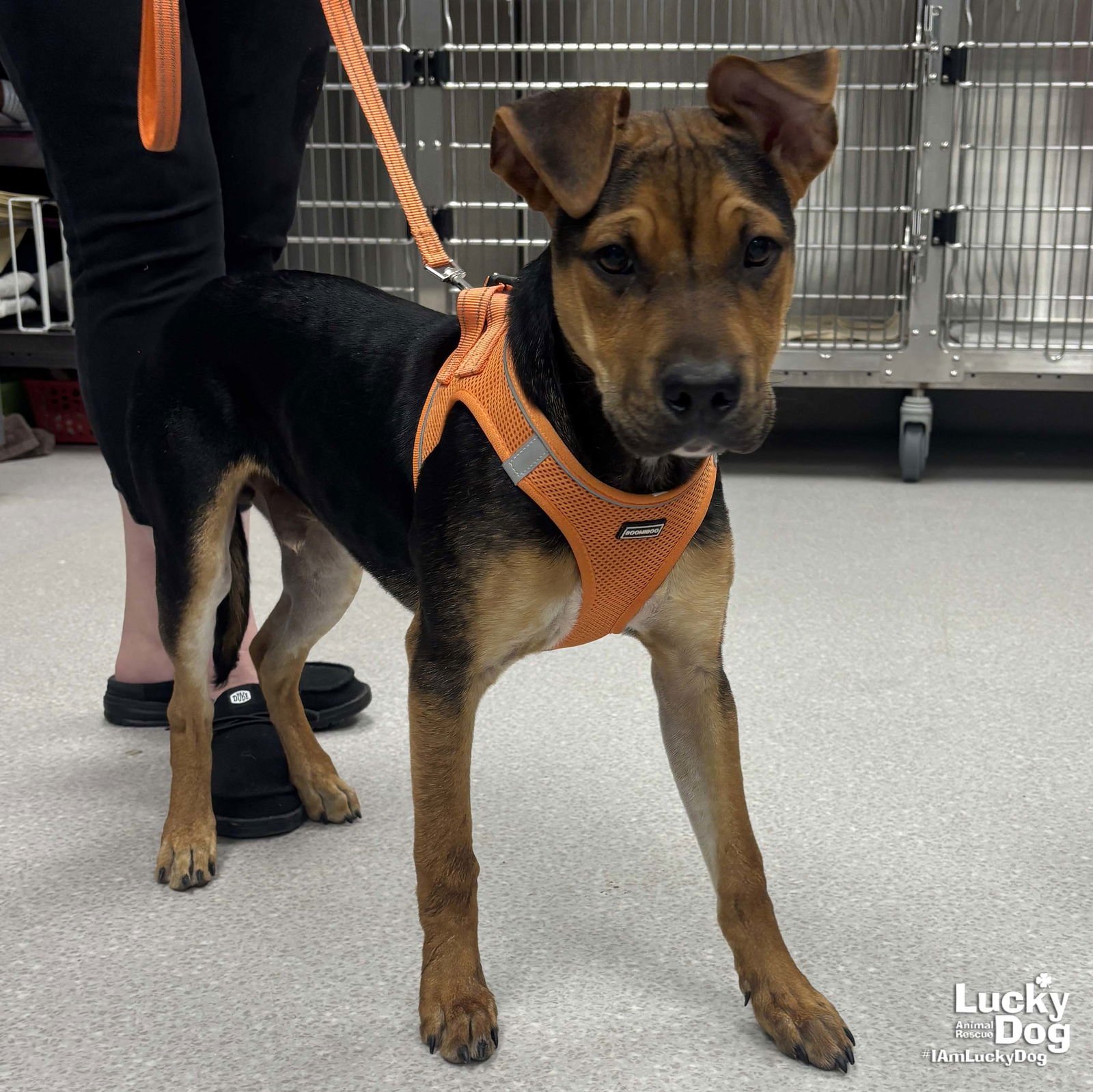 SONNY - Shepherd / German Shepherd Dog available for adoption