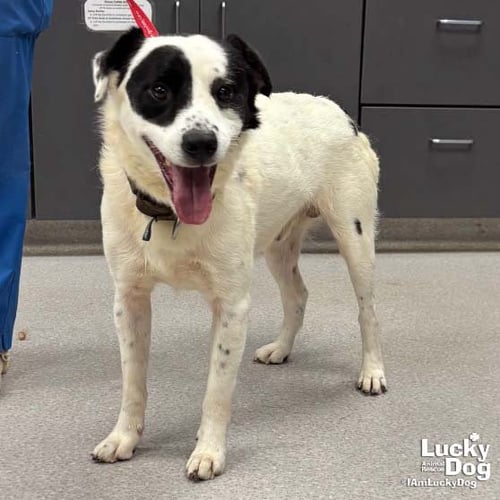 PENN - Border Collie / Spaniel available for adoption