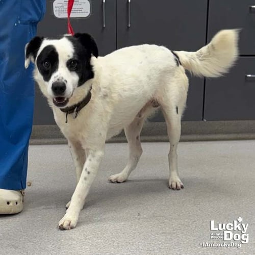 PENN - Border Collie / Spaniel available for adoption