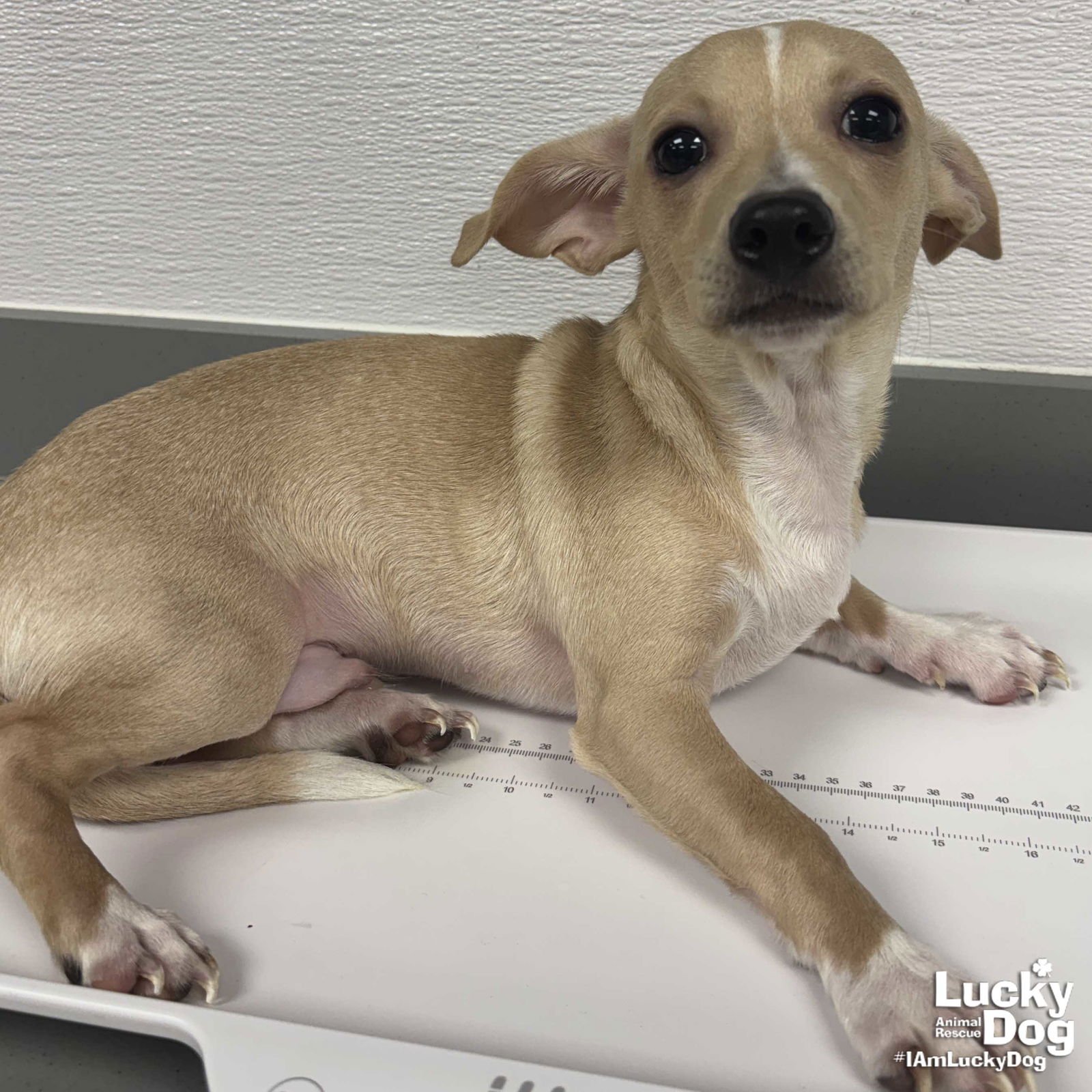 PAN - Chihuahua available for adoption