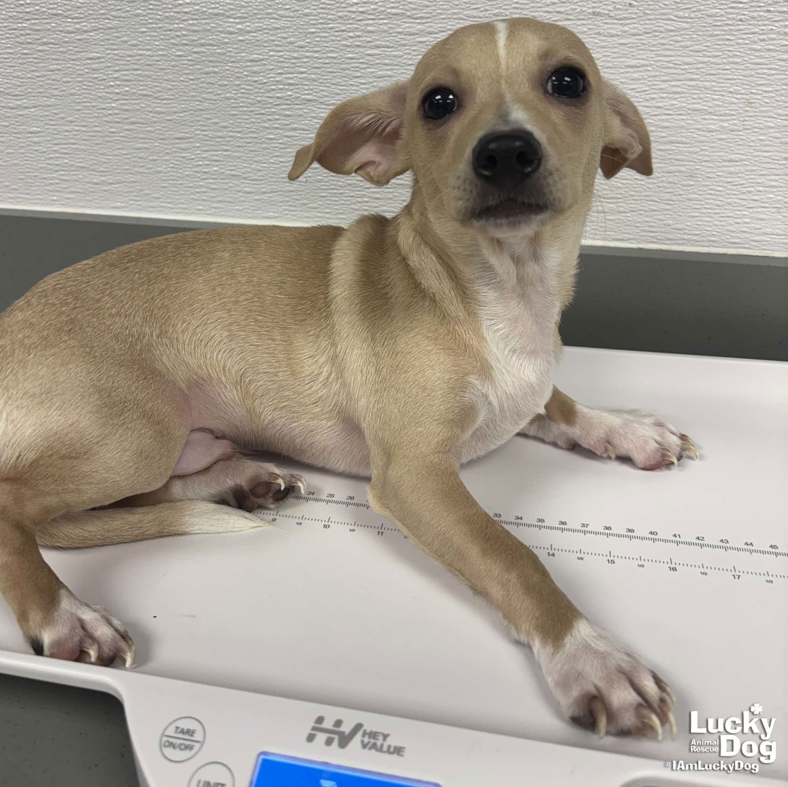 PAN - Chihuahua available for adoption