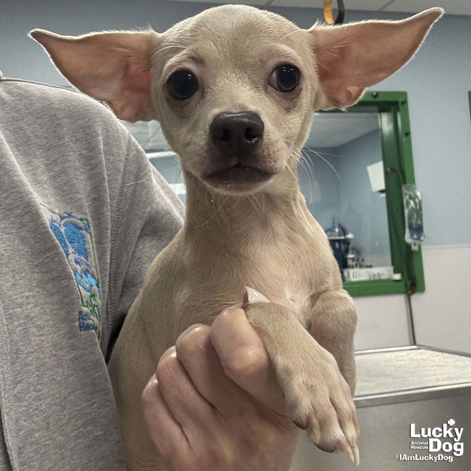 TINKERBELL - Chihuahua available for adoption