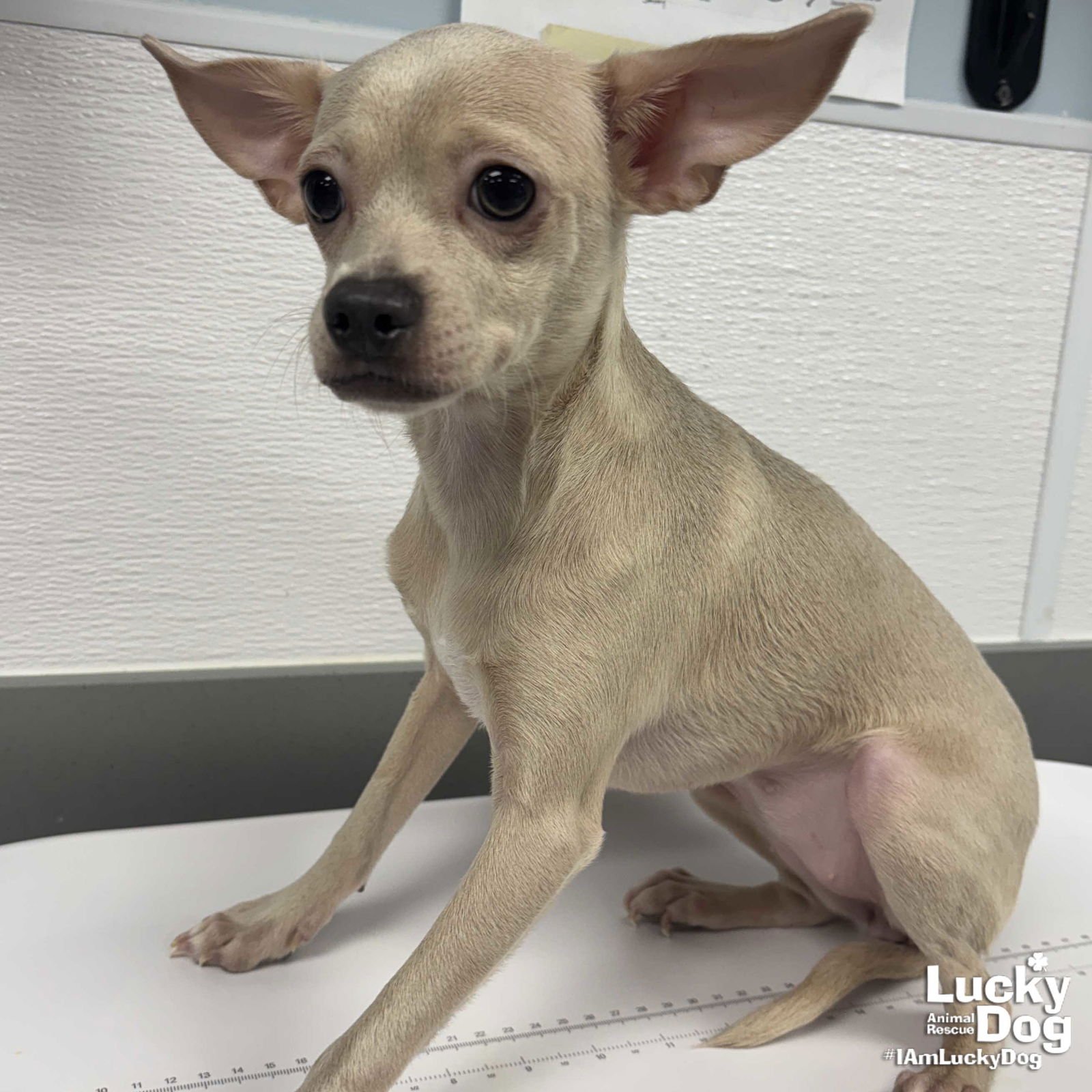 TINKERBELL - Chihuahua available for adoption