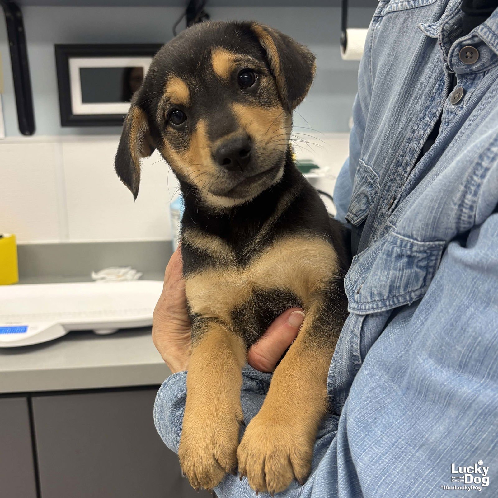 HELEN - Shepherd / Labrador Retriever available for adoption