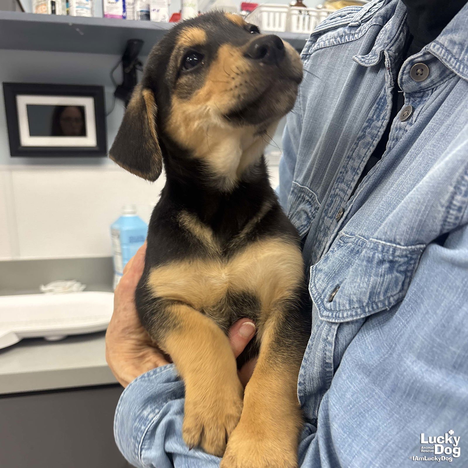 HELEN - Shepherd / Labrador Retriever available for adoption