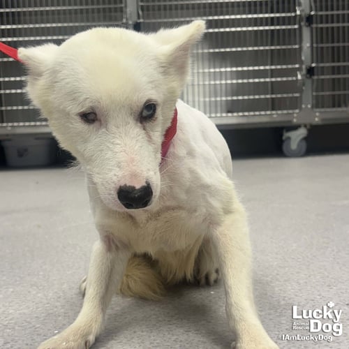 ECHO - Corgi / Terrier available for adoption