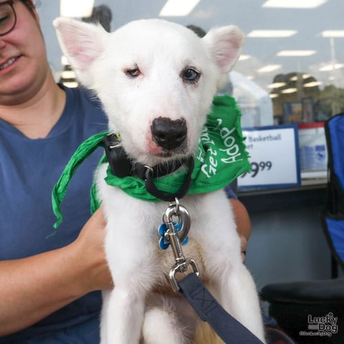 ECHO - Corgi / Terrier available for adoption