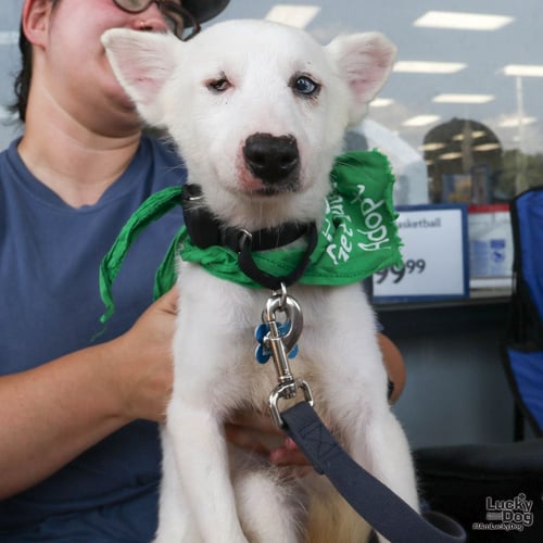 ECHO - Corgi / Terrier available for adoption