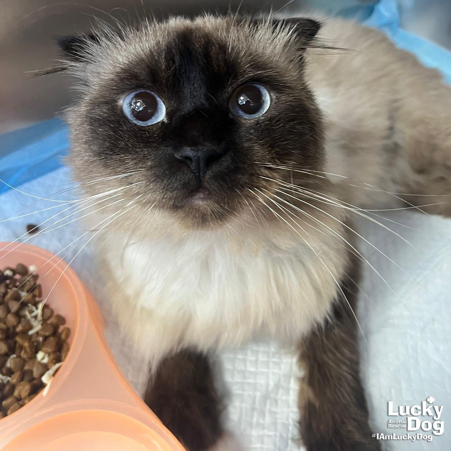 FREDWARD - Himalayan / Domestic Medium Hair available for adoption