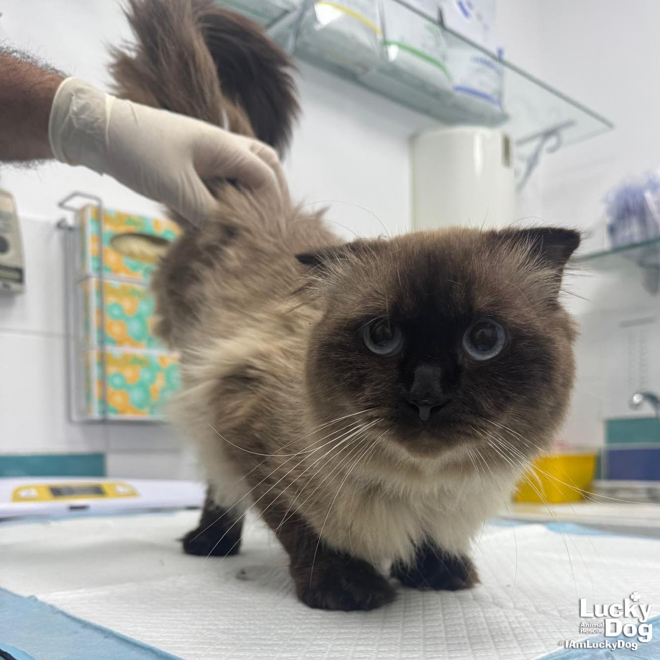 FREDWARD - Himalayan / Domestic Medium Hair available for adoption