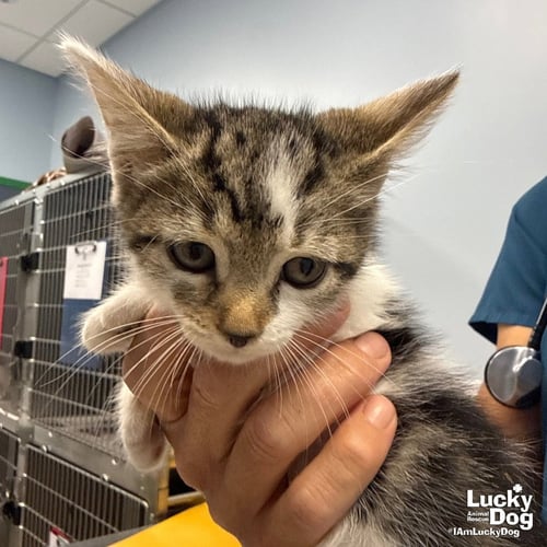 VANCE - Domestic Short Hair available for adoption