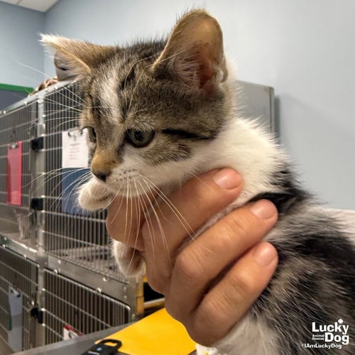 VANCE - Domestic Short Hair available for adoption