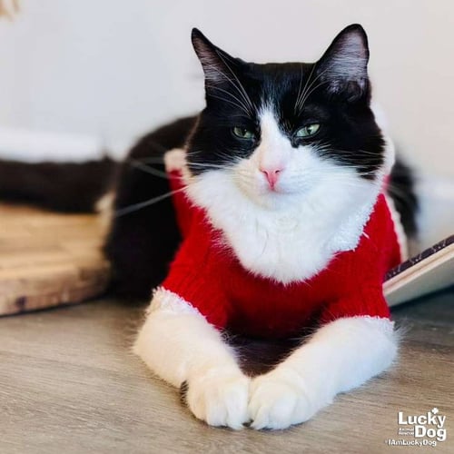 LIL LUCKY BAT - Domestic Short Hair available for adoption