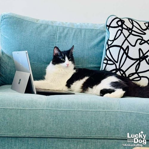 LIL LUCKY BAT - Domestic Short Hair available for adoption