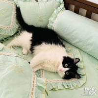 Lil Lucky Bat - Photo 3