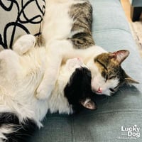 Lil Lucky Bat - Photo 4