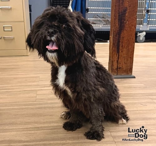 BEAR - Shih Tzu available for adoption