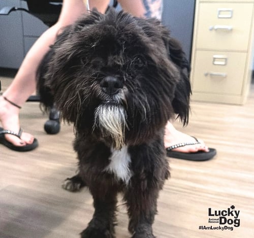 BEAR - Shih Tzu available for adoption