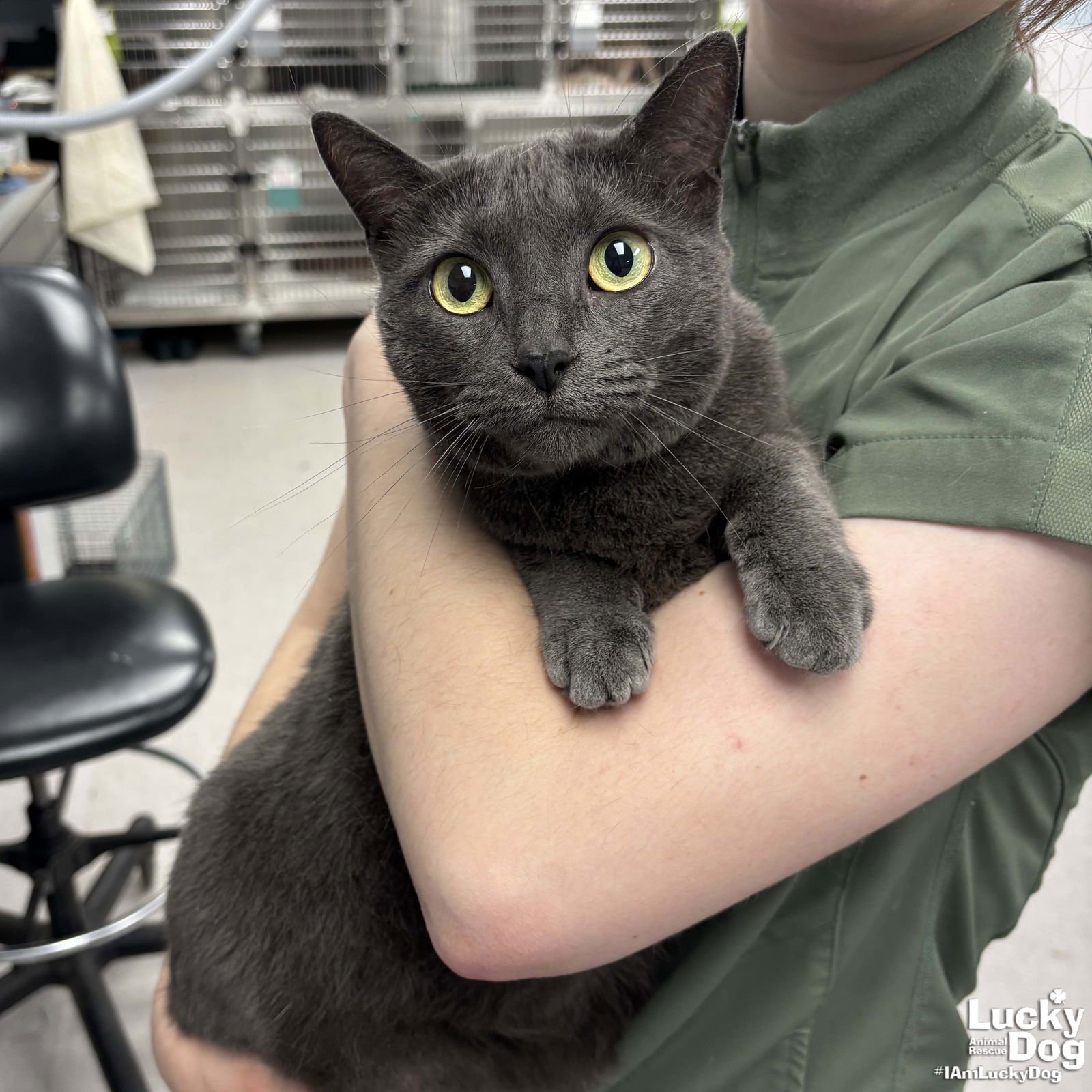 GRACIE - Domestic Short Hair available for adoption