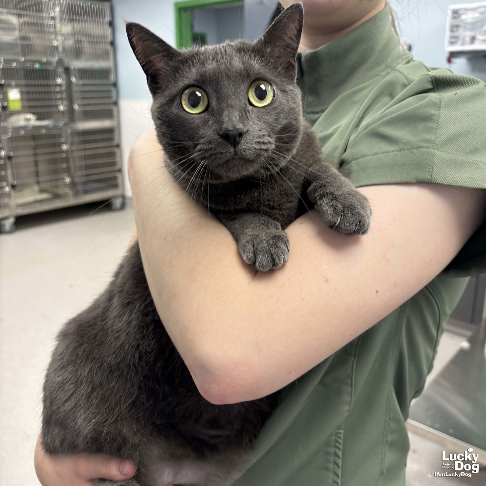 GRACIE - Domestic Short Hair available for adoption