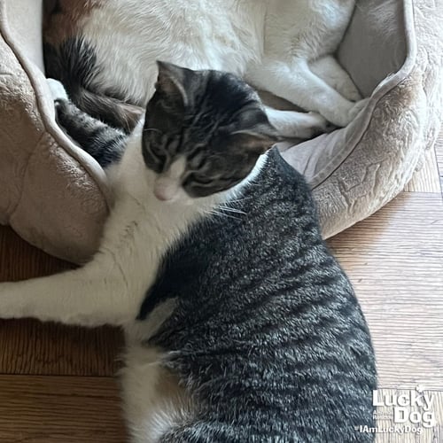 GEORGE - Domestic Short Hair / Tabby for adoption in Washington
