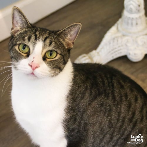 GEORGE - Domestic Short Hair / Tabby available for adoption