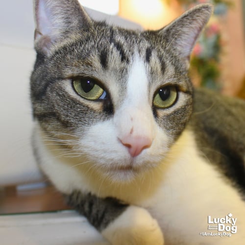 GEORGE - Domestic Short Hair / Tabby available for adoption