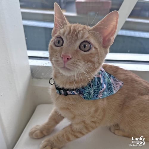 MATTEO - Domestic Short Hair available for adoption