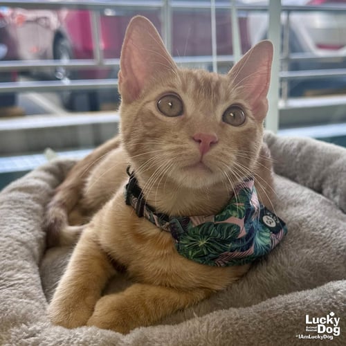 MATTEO - Domestic Short Hair available for adoption