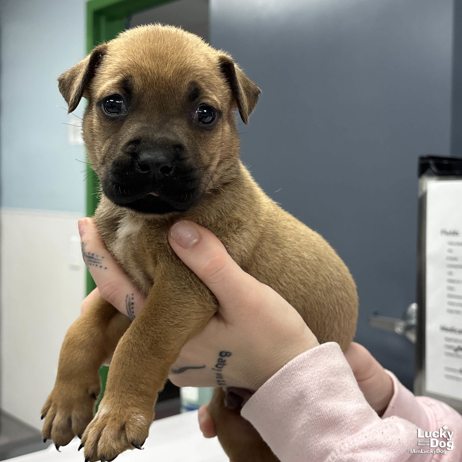 WOMBAT - Shepherd / Labrador Retriever available for adoption