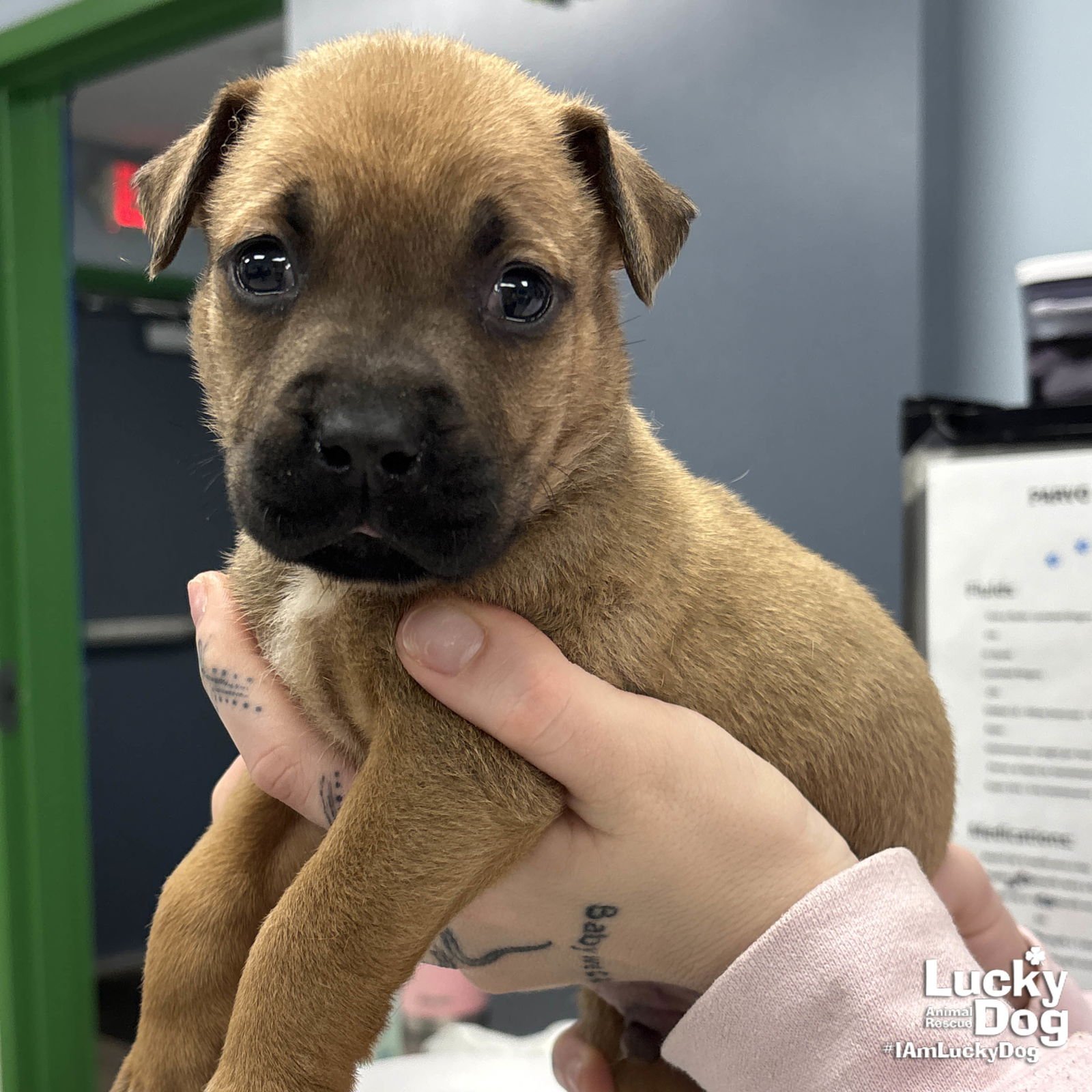 WOMBAT - Shepherd / Labrador Retriever available for adoption
