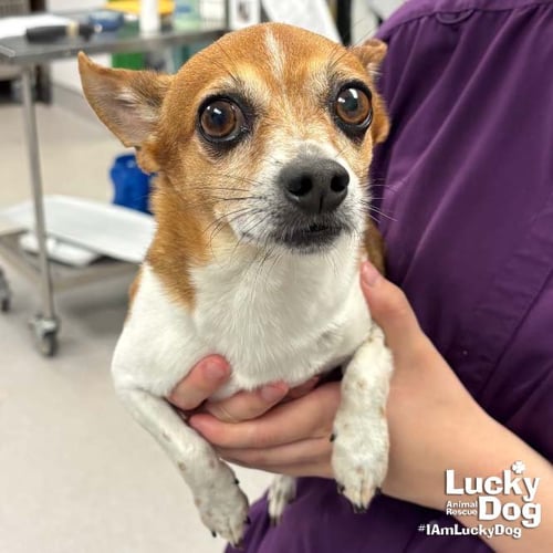 TURTLE - Chihuahua available for adoption
