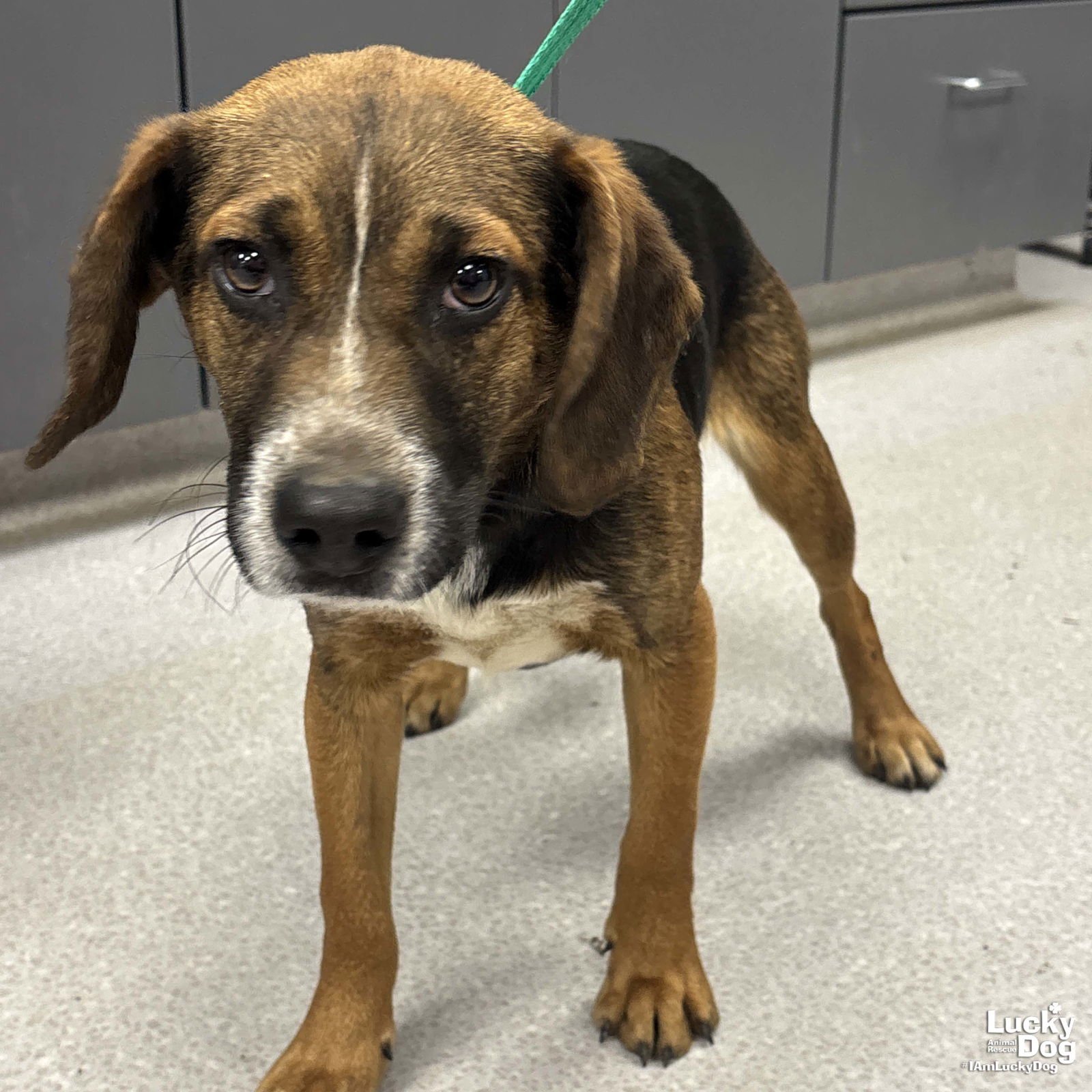 SCOUT - Beagle / Australian Shepherd available for adoption