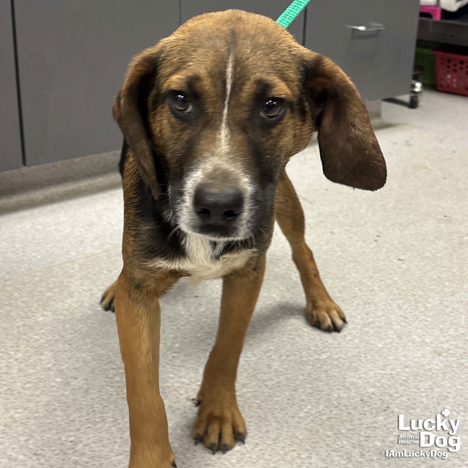SCOUT - Beagle / Australian Shepherd available for adoption