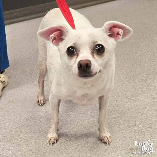 LILLY - Chihuahua available for adoption