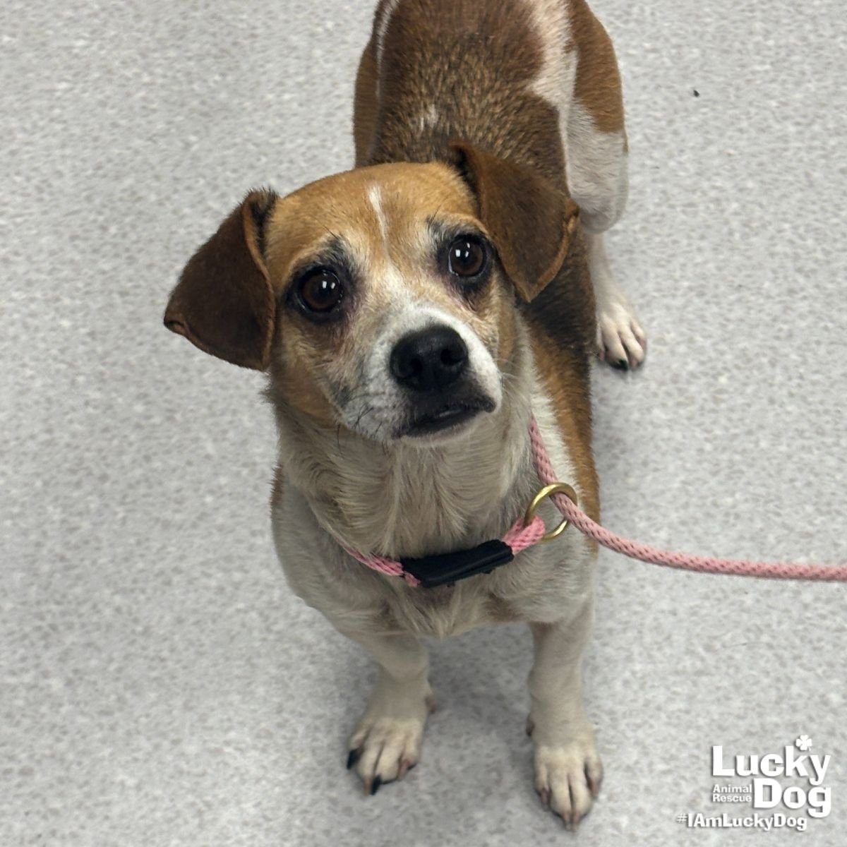 MOLLY - Beagle / Jack Russell Terrier available for adoption