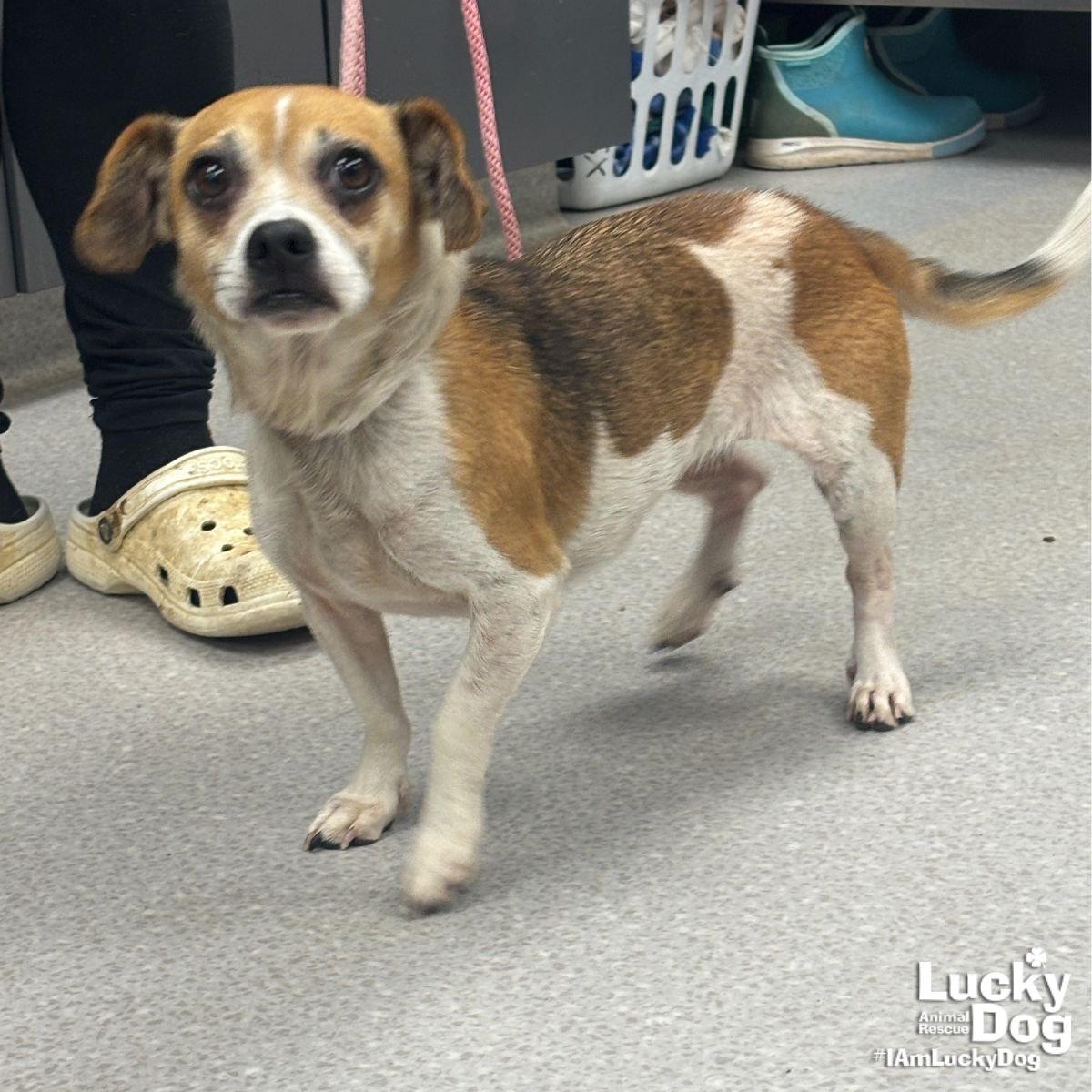 MOLLY - Beagle / Jack Russell Terrier available for adoption