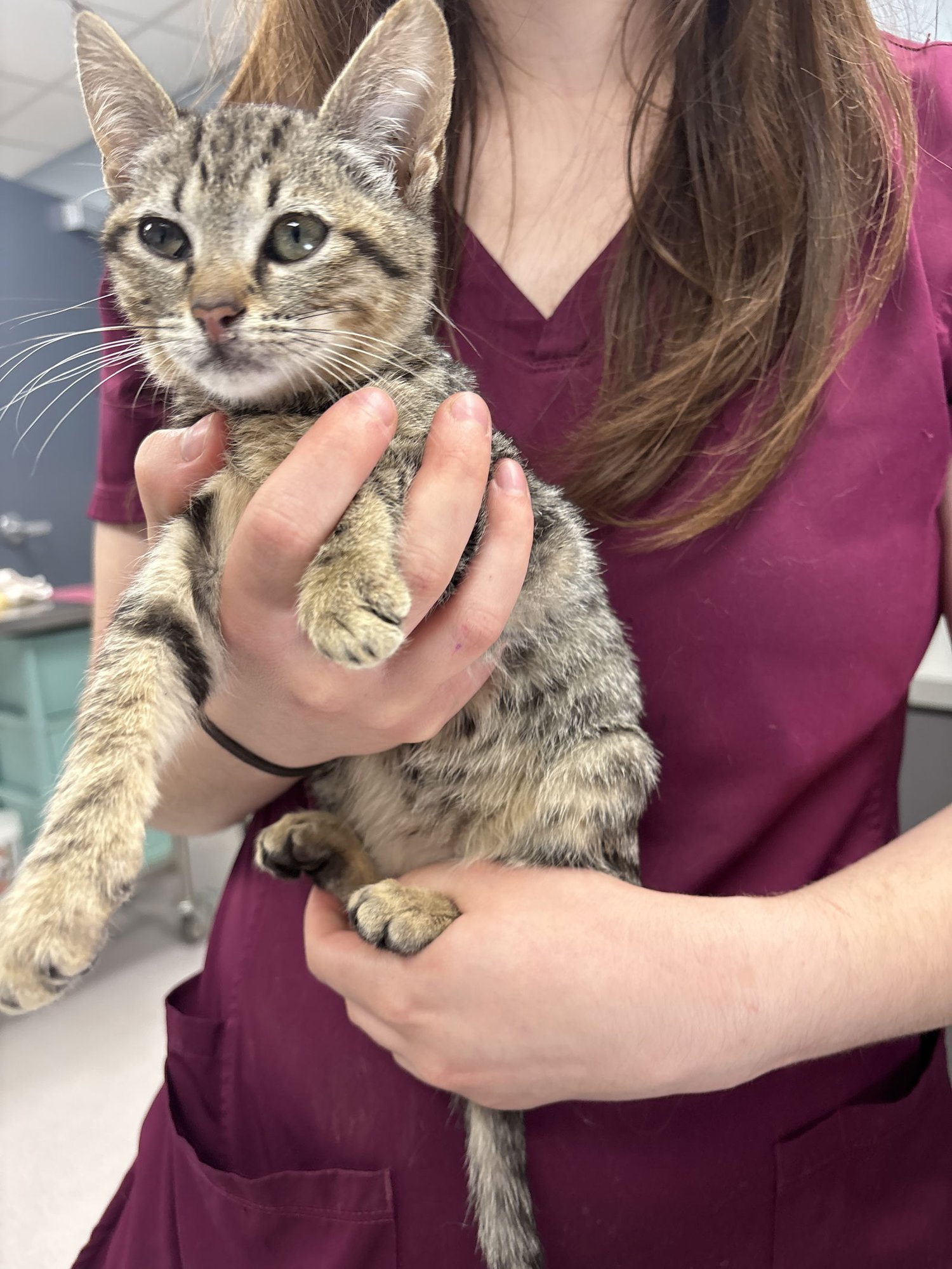 FAJITA - Domestic Short Hair available for adoption