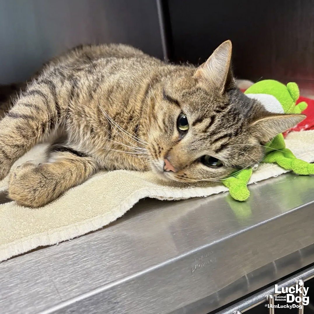 FRED - Domestic Short Hair available for adoption